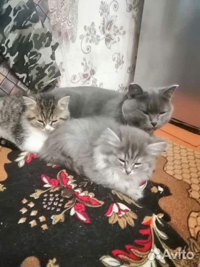 Британская помесь