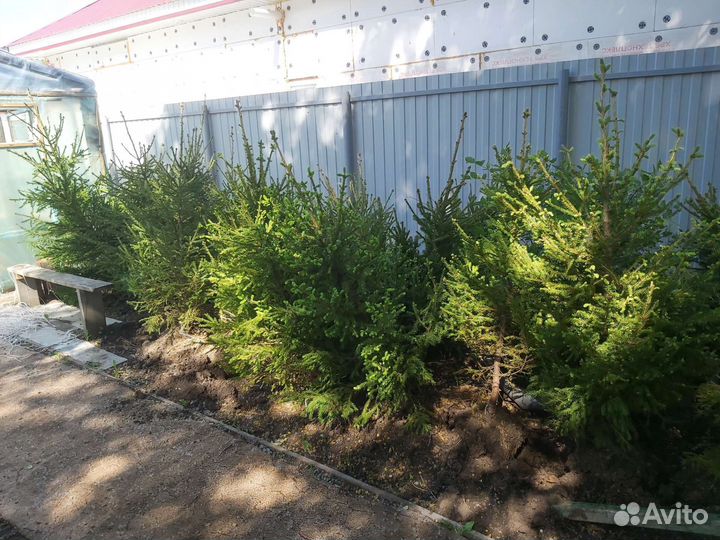 Ель европейская