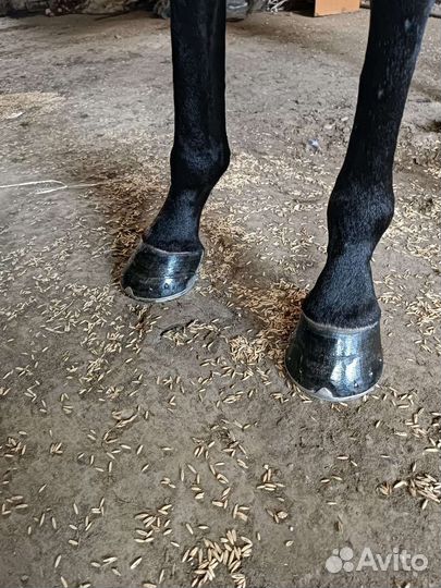 Коваль лошадей