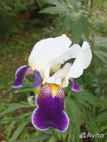 Цветы ирисы