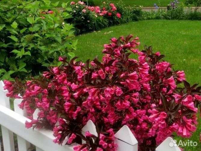 Вейгелла Фолис пурпуреис