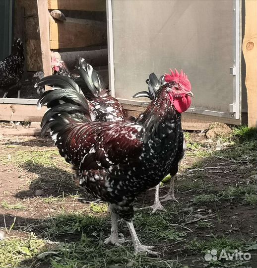 Петухи Суссекс порцеляновый (мраморный)