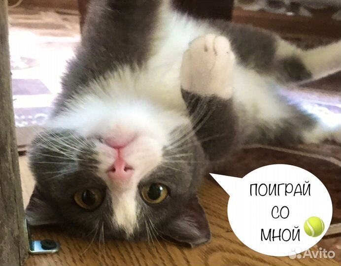 К О Ш Е Ч К А * 8 М Е С Я Ц Е В *