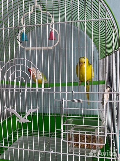 Волнистый попугай