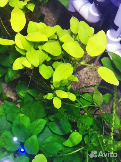 Аквариумные растения и рыбки