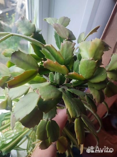 Декабрист шлюмбергера сортовые