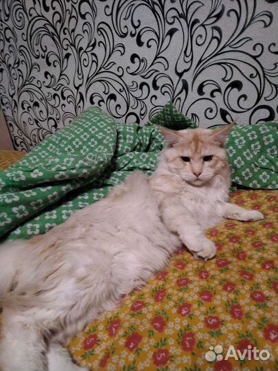 Вязка кота мейн-кун