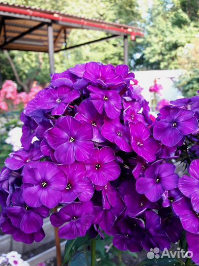 Саженцы многолетних цветов