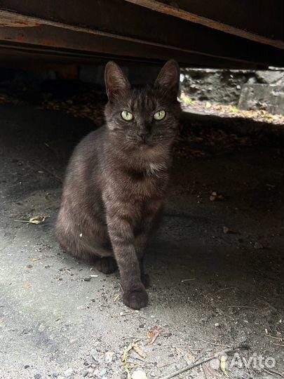 Кошечке очень нужен дом