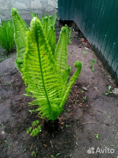 Папоротник