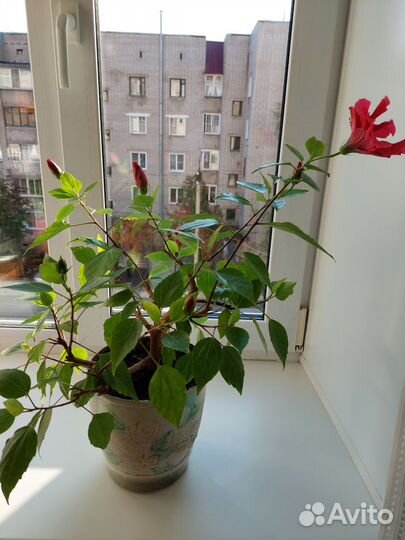 Гибискус древовидный