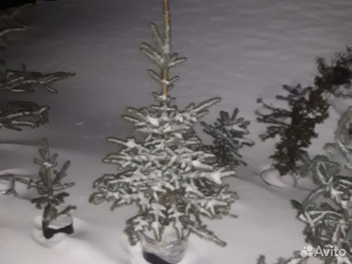 Живая Ель (Глаука) в горшках