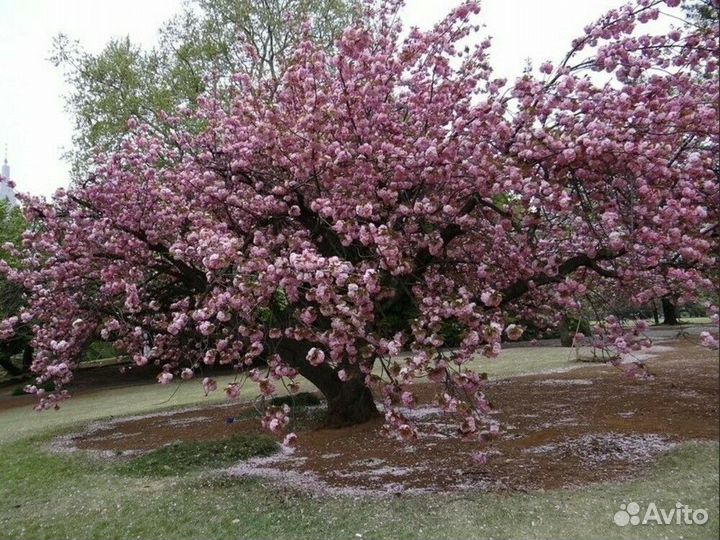 Вишня мелкопильчатая Pink Perfection (Пинк Перфек