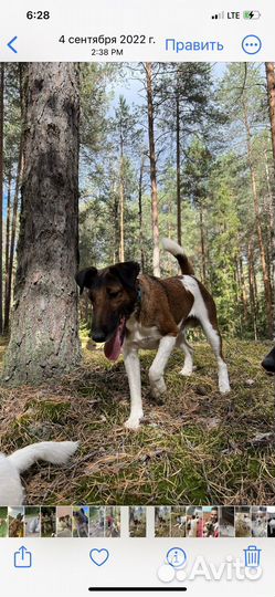 Фокстерьер бесплатно