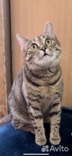 Кошечка Масюня в добрые руки