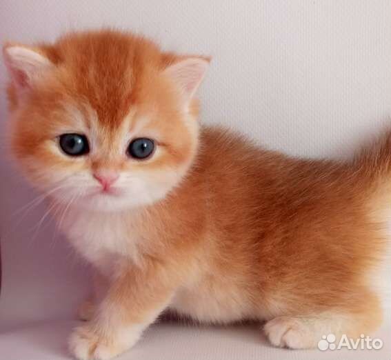 Британские котята золотая шиншилла