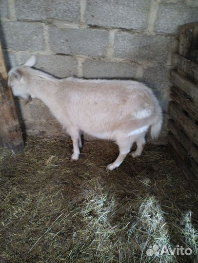 Овцы бараны ягнята