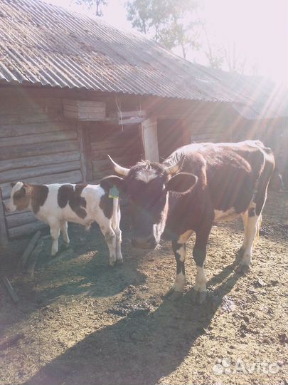 С/х животные