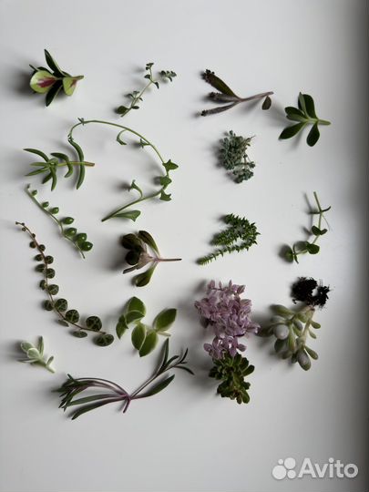 Набор суккулентов для флорариума, садика