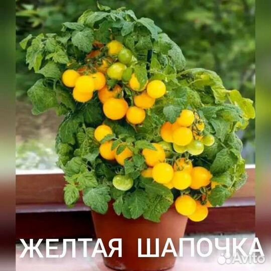 Комнатные помидоры