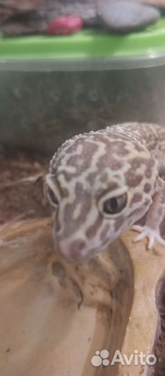 Геккон эублефар