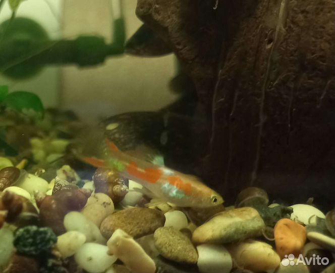 Гуппи Эндера, гуппи