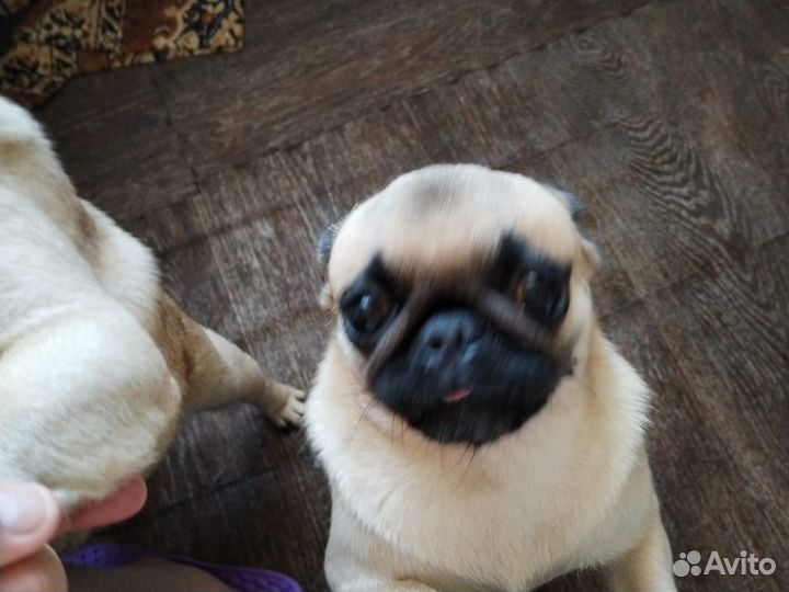 Щенки мопса