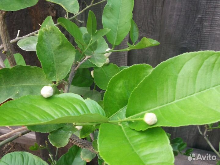 Продам плодоносящий лимон