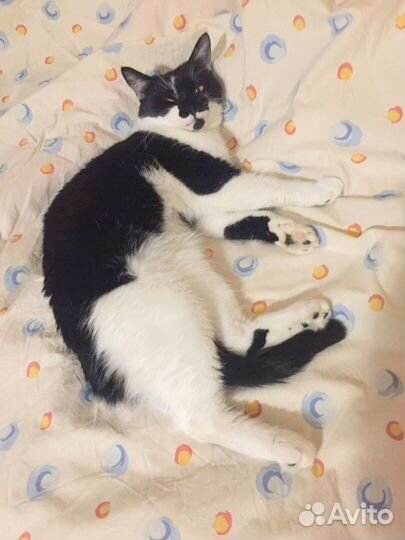 Ласковая кошка Кэнди