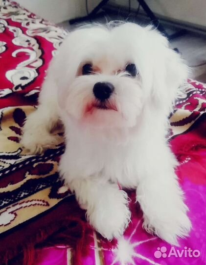 Мальтийская болонка мини вязка