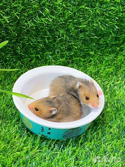 Хомяки сирийские