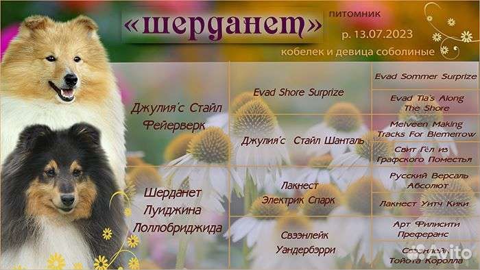 Щенки шелти