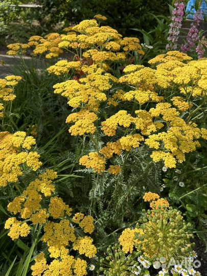 Тысячелистник сорт Терракота