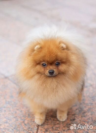Померанский шпиц мини (22 см) вязка кобель