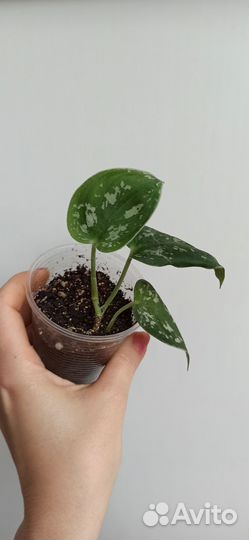 Сциндапсус, Аглаонема, Папоротник