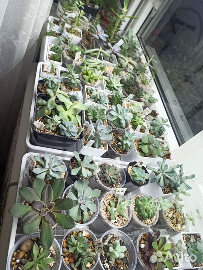 Суккуленты