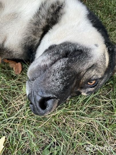 Собака в добрые руки