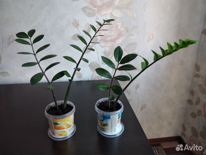 Комнатные растения замиокулькас