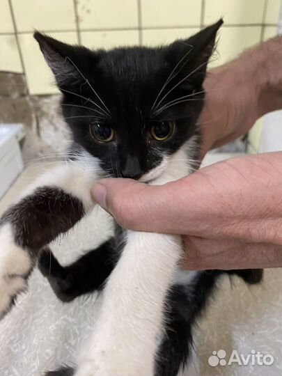 Котята девочки в добрые руки