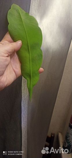 Селеницереус