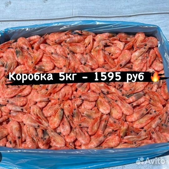 Креветка мурманская