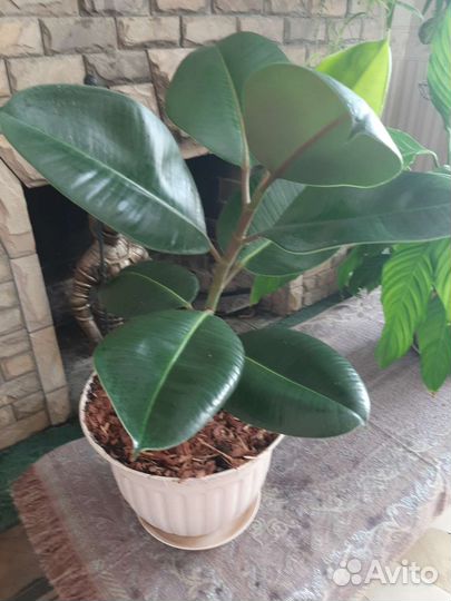 Фикус каучуконосный большой