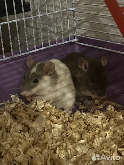 Декоративная крысы дамбо