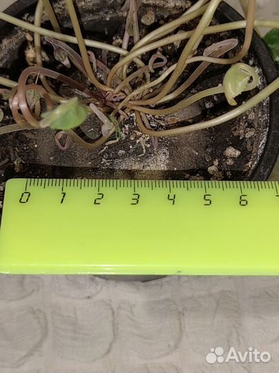 Цикламен неаполитанский