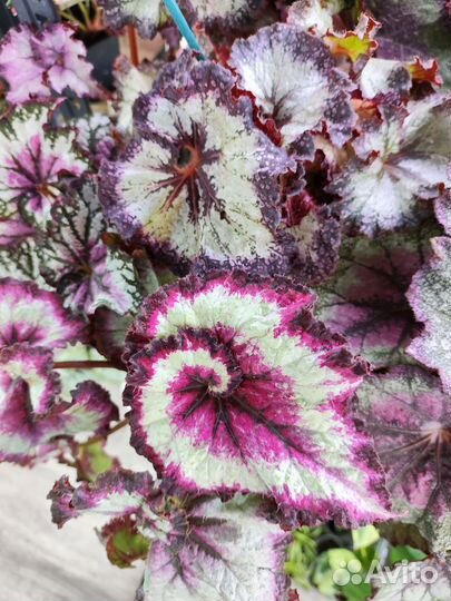 Бегония декоративно лиственная 200сортов, на срез