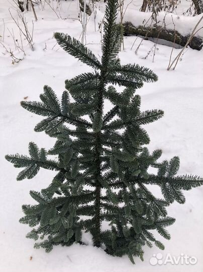 Еловые ветки Нобелис