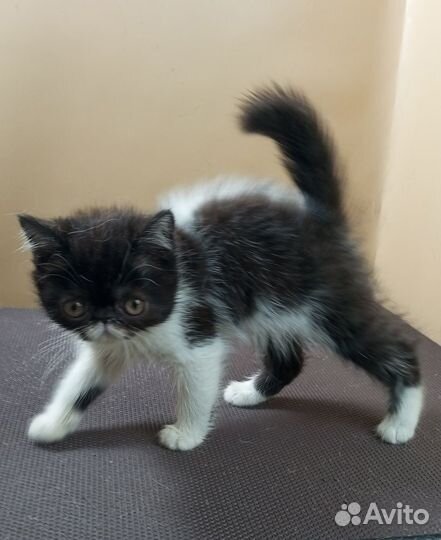Котик Экзот в любимцы