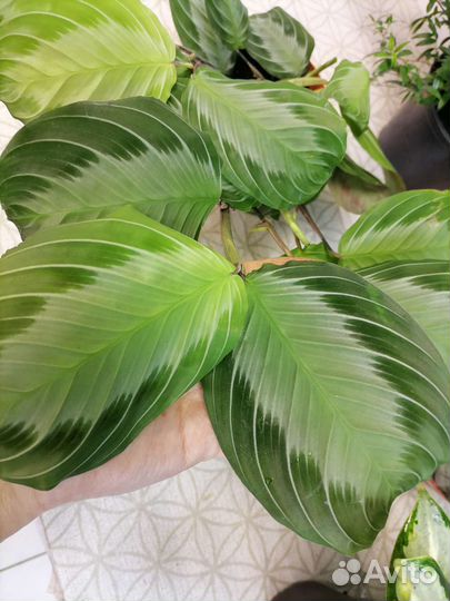 Аглаонема сильвер блю, Маранта, Мирт