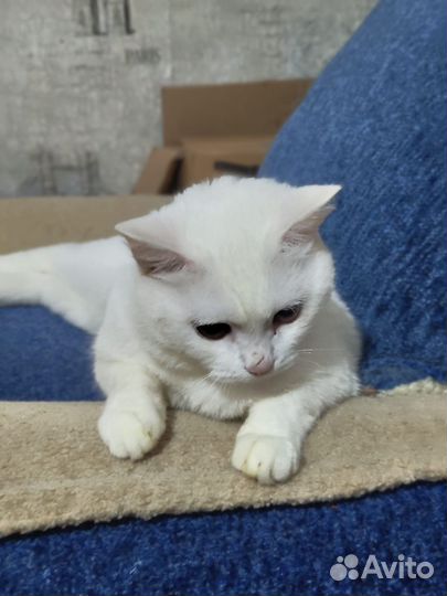 Белая британская кошка