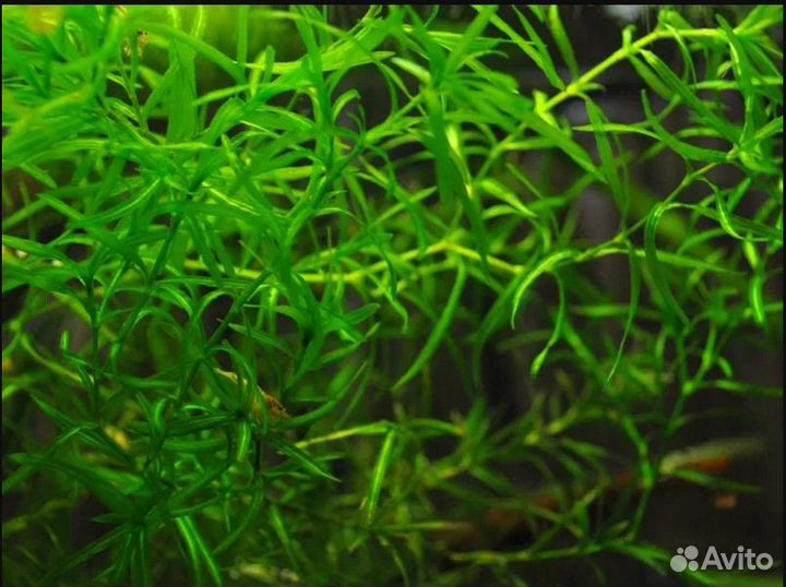 Аквариумные растения
